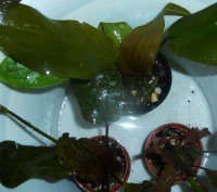 Низькорослі рослини(передній план).
Анубіас нана від 20грн
Лілеопсіс бразилійс. . фото 4