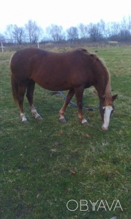 Вік: 10 років З породи великих коней Спокійна, сильна, виконує усі сільсько-госп. . фото 1