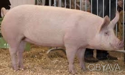 Продам свиней вигудуваних на натуральних кормах битою вагою 57грн/кг в пів тушка. . фото 1