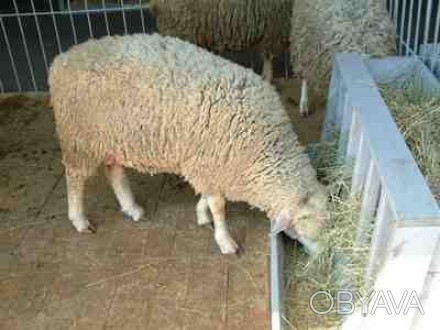 вівці кітні 7 штук, продаю у звязку з ліквідацією господарства. . фото 1