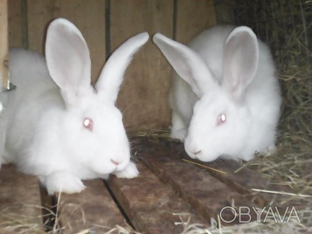Продам кролі таких порід як: Полтавське срібло (ПС), Термони, Нзч. Також є прост. . фото 1