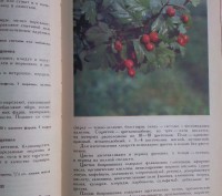 В книге освещаются вопросы использования целебных растений - дикорастущих и куль. . фото 5