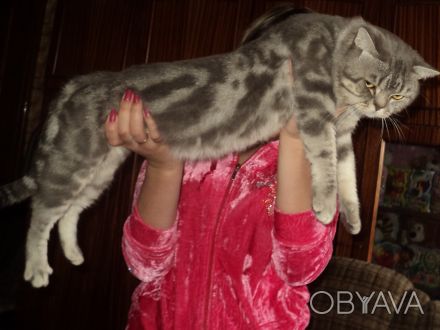 Очаровательный, молодой, опытный прямоухий кот приглашает ваших красавиц на вязк. . фото 1