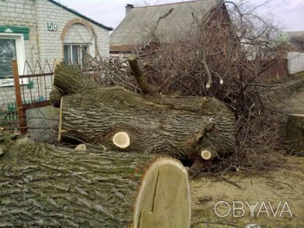 Спилю дерево в г.Харькове или пригороде, любая сложность - провода, крыши, забор. . фото 1