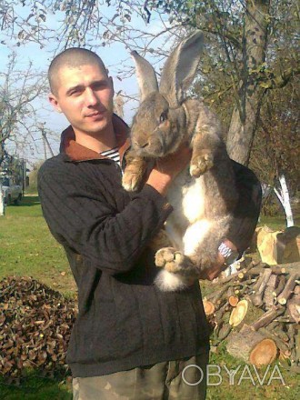 Продам кроликів породи Бельгійський велетень,кролі віком від 3-ох місяців.Середн. . фото 1