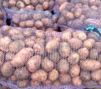 Продается картофель оптом от производителя.  Урожай 2016 года, есть сертификаты . . фото 4