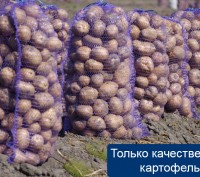 Продается картофель оптом от производителя.  Урожай 2016 года, есть сертификаты . . фото 3