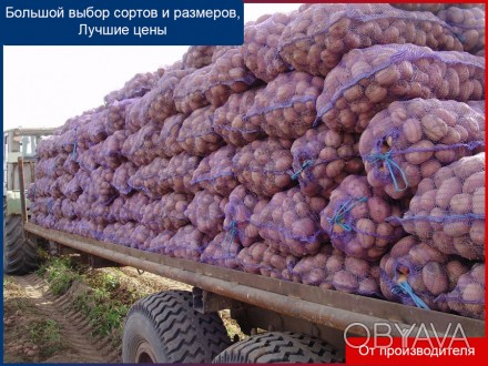 Продается картофель оптом от производителя.  Урожай 2016 года, есть сертификаты . . фото 1