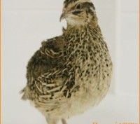 Наша эко ферма предложит Вам высокосортные отборные инкубационные яйца перепелов. . фото 4