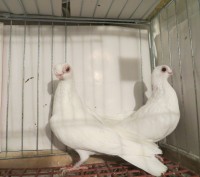 Продам голуби бельгійські 2015-16р.р. Ціна від 800 грн за одного.. . фото 4