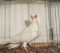 Продам голуби бельгійські старші 2-ох років, ціна від 1500 грн за одного.. . фото 2