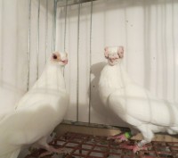 Продам голуби бельгійські старші 2-ох років, ціна від 1500 грн за одного.. . фото 4