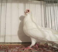 Продам голуби бельгійські старші 2-ох років, ціна від 1500 грн за одного.. . фото 3