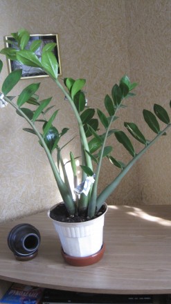 Прекрасное, вечнозеленое растение с блестящими, мясистыми тёмно-зелёными листьям. . фото 2