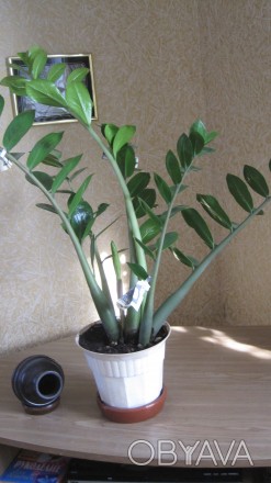 Прекрасное, вечнозеленое растение с блестящими, мясистыми тёмно-зелёными листьям. . фото 1