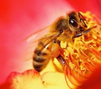 Занимаюсь пчеловодством более 20 лет. Ежегодно продаю пчелосемьи, пчелопакеты, п. . фото 3
