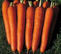 "ШАНТАНЕ" - самый востребованный сорт моркови ​среди большинства огородников (се. . фото 2