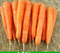 "ШАНТАНЕ" - самый востребованный сорт моркови ​среди большинства огородников (се. . фото 4