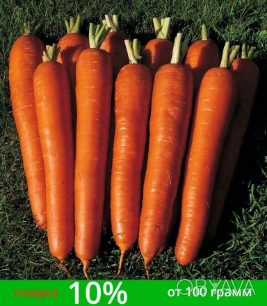 "ШАНТАНЕ" - самый востребованный сорт моркови ​среди большинства огородников (се. . фото 1