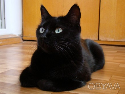 Ищем дом и семью замечательной кошечке Мушке.
Возраст 7 месяцев. Окрас чёрный.
. . фото 1