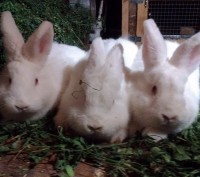 Молоді кролики віком 4 місяці породи каліфорнійська, новозеладська біла. Є дівча. . фото 6