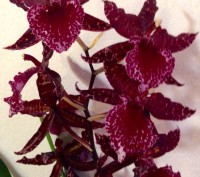 Камбрия (Cambria) — цветок семейства Орхидных, представляет собой гибрид Онцидиу. . фото 8