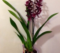 Камбрия (Cambria) — цветок семейства Орхидных, представляет собой гибрид Онцидиу. . фото 9