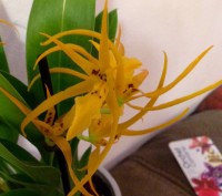 Камбрия (Cambria) — цветок семейства Орхидных, представляет собой гибрид Онцидиу. . фото 6
