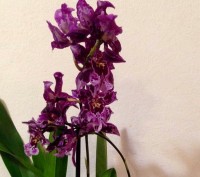 Камбрия (Cambria) — цветок семейства Орхидных, представляет собой гибрид Онцидиу. . фото 10