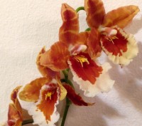 Камбрия (Cambria) — цветок семейства Орхидных, представляет собой гибрид Онцидиу. . фото 5