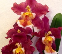 Камбрия (Cambria) — цветок семейства Орхидных, представляет собой гибрид Онцидиу. . фото 4