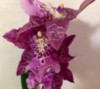 Камбрия (Cambria) — цветок семейства Орхидных, представляет собой гибрид Онцидиу. . фото 7