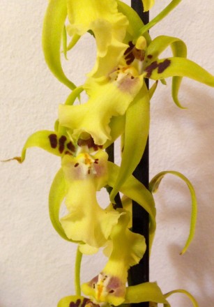 Камбрия (Cambria) — цветок семейства Орхидных, представляет собой гибрид Онцидиу. . фото 3