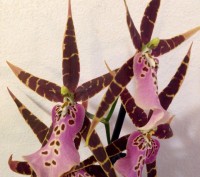Камбрия (Cambria) — цветок семейства Орхидных, представляет собой гибрид Онцидиу. . фото 2