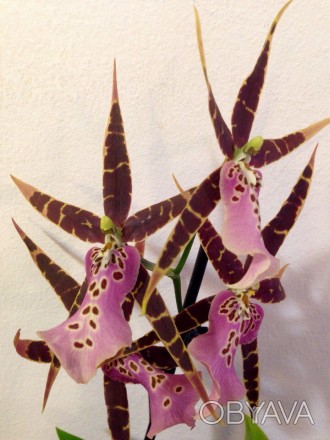 Камбрия (Cambria) — цветок семейства Орхидных, представляет собой гибрид Онцидиу. . фото 1