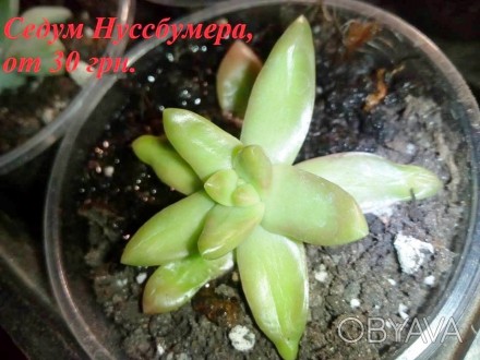 Очиток Нуссбаумера, суккулент 
(Sedum nussbaumerianum)
Травянистое растение ил. . фото 1