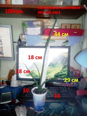 Сансевиерия цилиндрическая
(Sansevieria cylindrica)
Оригинальный внешний вид у. . фото 2