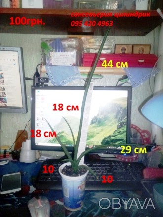 Сансевиерия цилиндрическая
(Sansevieria cylindrica)
Оригинальный внешний вид у. . фото 1