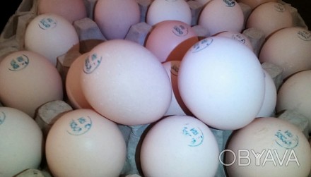 Продаем инкубационные яйца кур породы Фокси Чик (Foxy Chick) - мясо-яичный бройл. . фото 1