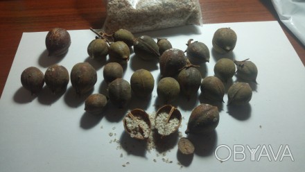 Семена павловнии войлочной, собрана в Одессе. Уже прошлый год выращивал, прораст. . фото 1