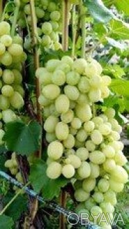 Продам саженцы винограда - Преображение, Юбилей Новочеркасска, Ливия - 25гр.шт о. . фото 1