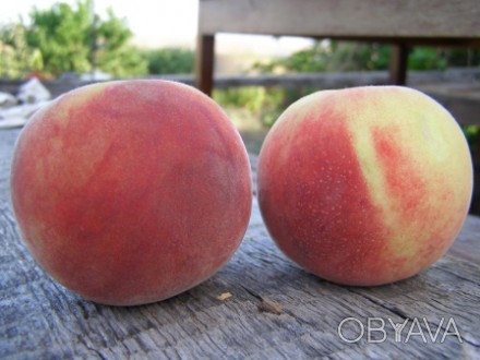 саджанці персика,київський ранній 1-2х річні.. . фото 1