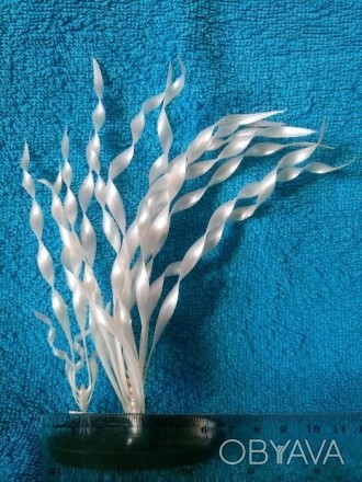 Новые 1,2 Corkscrew Vallisneria white pearl (Marina) 20 cm 3,4 Crypt Becketti (M. . фото 1