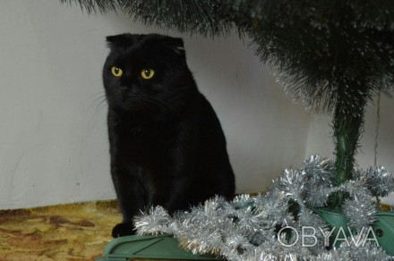 Скоттиш фолд черный (шотландский вислоухий кот, 1.5 года) ищет кошку для вязки. . фото 1