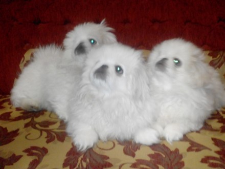 Продаются шикарные щенки королевского белого пекинеса нового типа, густая длинна. . фото 2