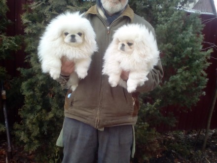 Продаются шикарные щенки королевского белого пекинеса нового типа, густая длинна. . фото 3