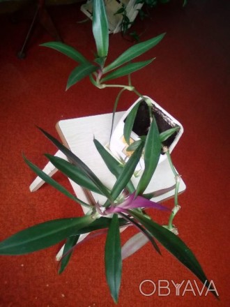 Продам комнатное растение по 20 гривен за один цветок.. . фото 1