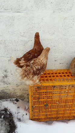 Продам кур несушек порода Ломан (вайт , браун) возраст 150дней вес 1.600 . Птица. . фото 3