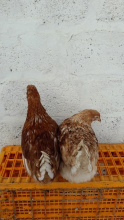 Продам кур несушек порода Ломан (вайт , браун) возраст 150дней вес 1.600 . Птица. . фото 5