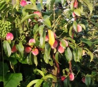Дорослі 6-ти річні плодоносні яблуні щеплені на підщепі М9, сорт джонатан, висот. . фото 5
